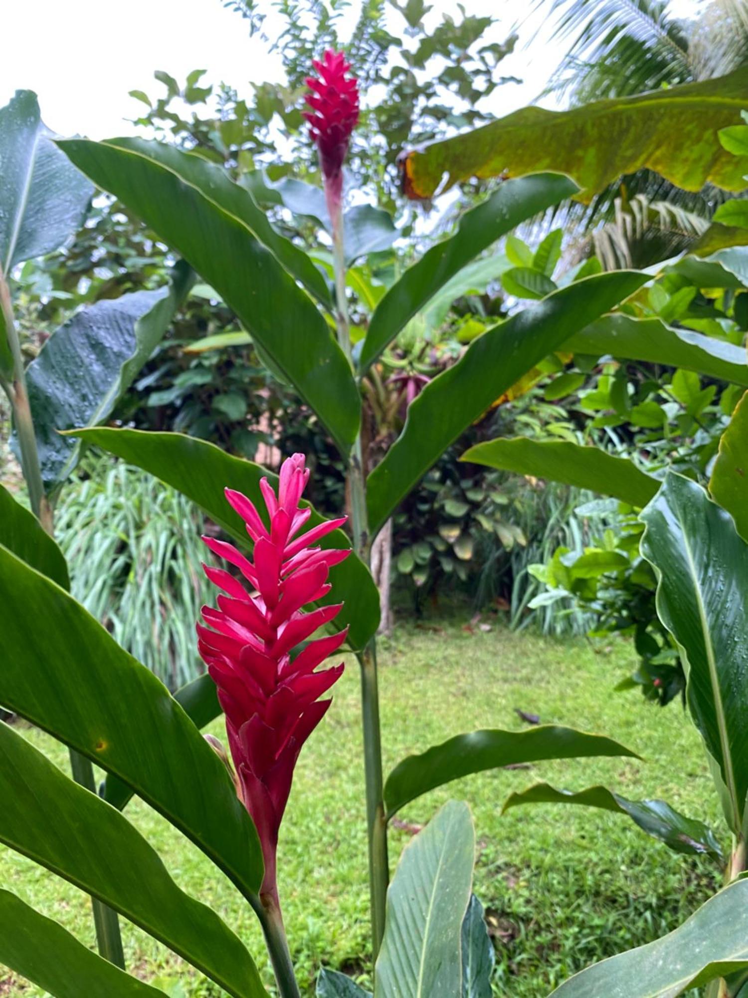 Drakes BayCasita Corcovado别墅 外观 照片