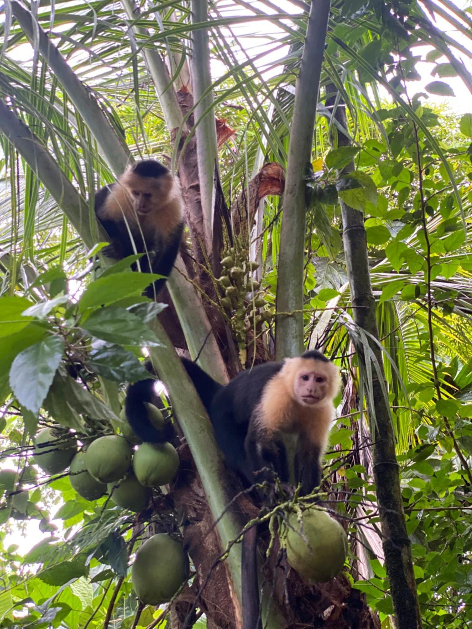 Drakes BayCasita Corcovado别墅 外观 照片