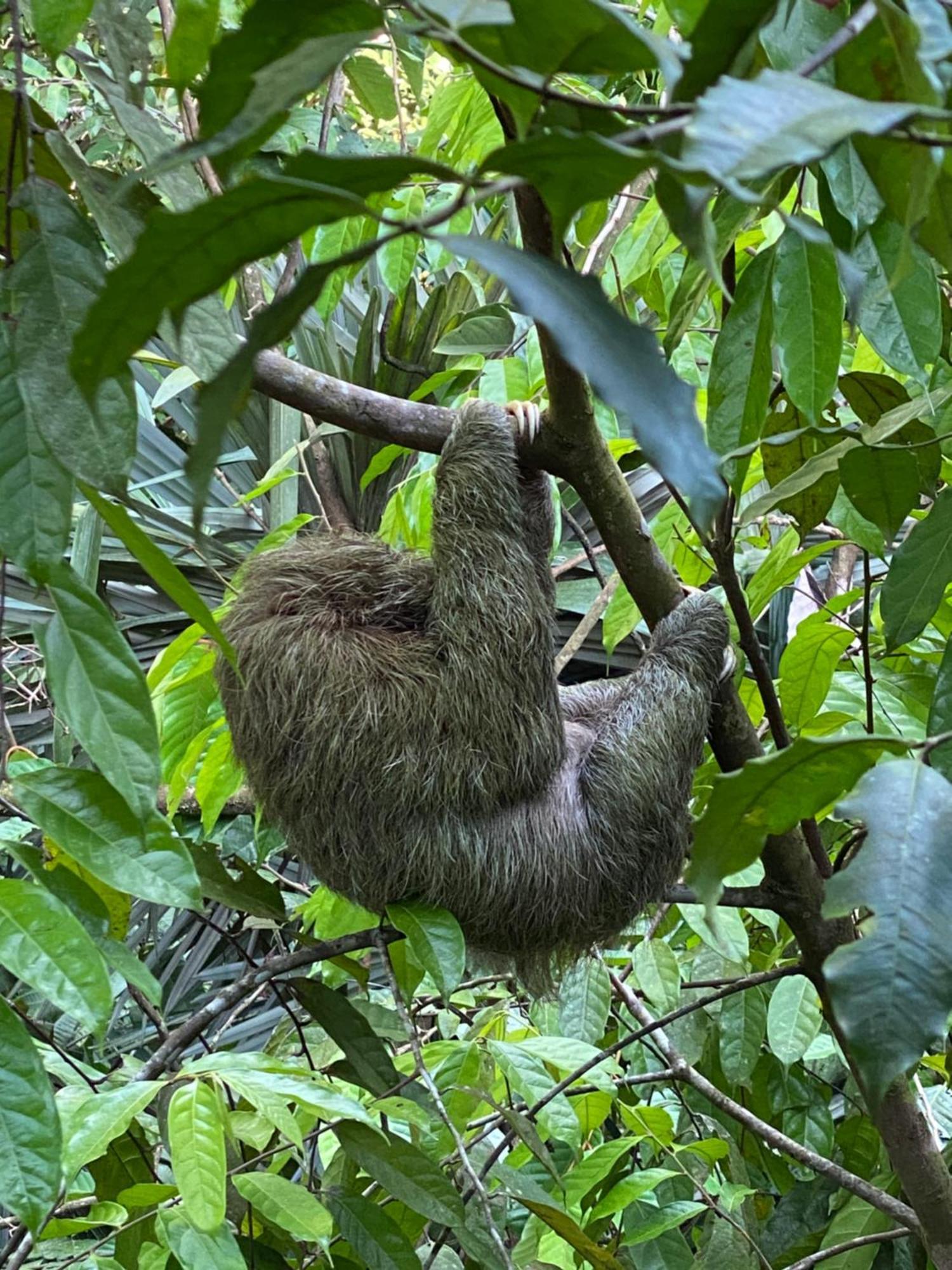 Drakes BayCasita Corcovado别墅 外观 照片