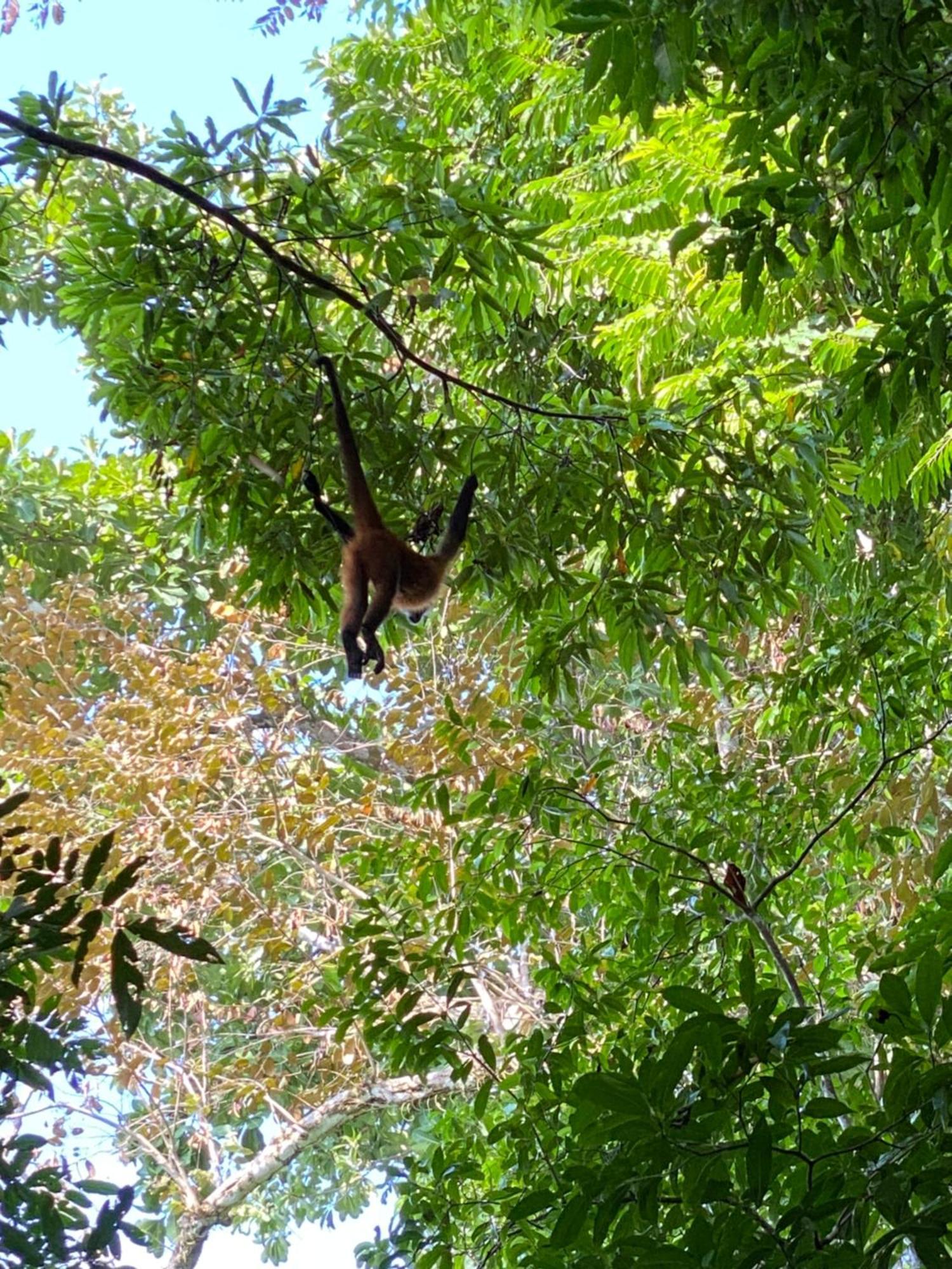 Drakes BayCasita Corcovado别墅 外观 照片